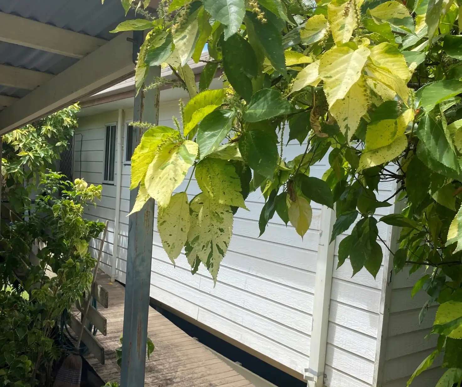 Main view of Homely house listing, 1 Maple Close, Stapylton QLD 4207