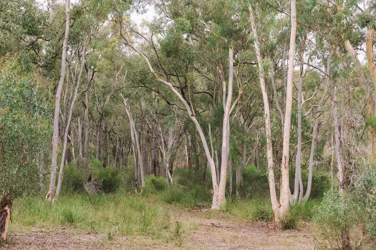 Fifth view of Homely rural property listing, 404 White Cedars Road, Mudgee NSW 2850
