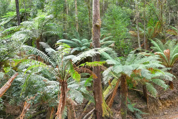 Main view of Homely land listing, Lot 1 Arthur Highway, Port Arthur TAS 7182
