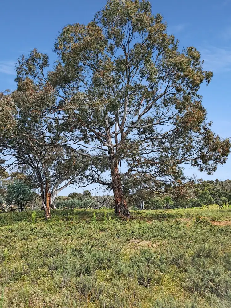 Fifth view of Homely rural property listing, 256 Stoney Creek Road, Berridale NSW 2628