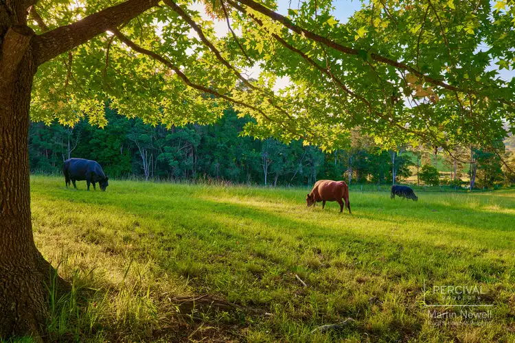 Main view of Homely rural property listing, 51 North Branch Road, Upsalls Creek NSW 2439