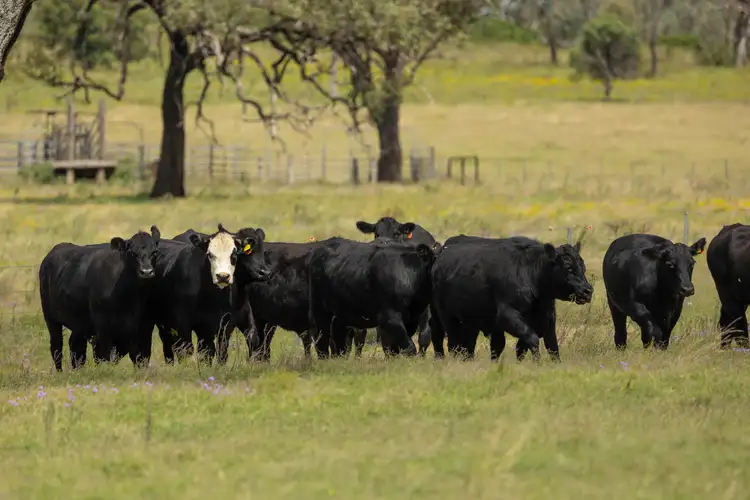 Seventh view of Homely rural property listing, Lot 2 Beauaraba Road, Biddeston QLD 4401