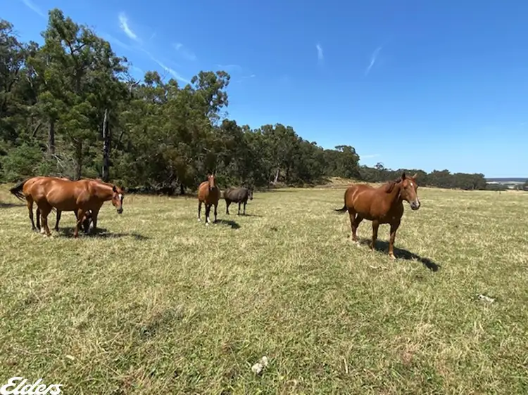 Fourth view of Homely rural property listing, 813 Tarra Valley Road, Devon North VIC 3971