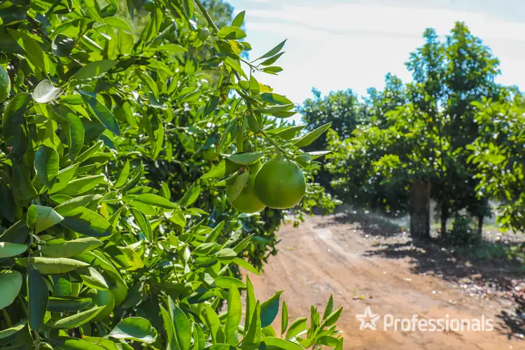 Fourth view of Homely rural property listing, 6376 Sturt Highway, Trentham Cliffs NSW 2738