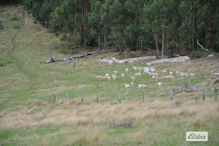 Sixth view of Homely rural property listing, 710 Forresters Road, Hallston VIC 3953