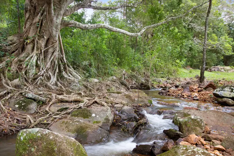 Fourth view of Homely rural property listing, 108 Mollys Grass Road, Tregeagle NSW 2480
