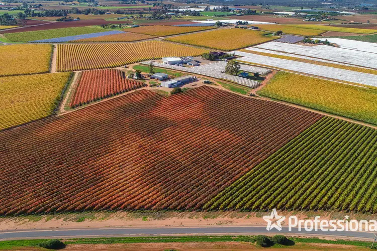 Sixth view of Homely rural property listing, 180 Stewart Road, Red Cliffs VIC 3496