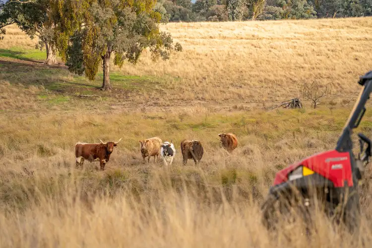 3641 Frogmore Road, Hovells Creek NSW 2794