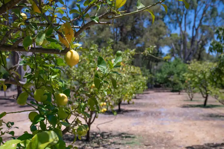 Sixth view of Homely rural property listing, 112 Dunkerton Road, Barragup WA 6209