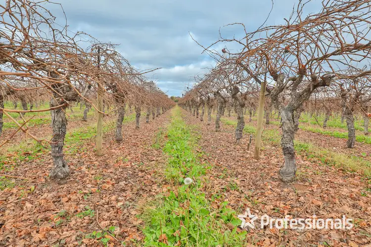 Fifth view of Homely rural property listing, 740 Karadoc Avenue, Irymple VIC 3498