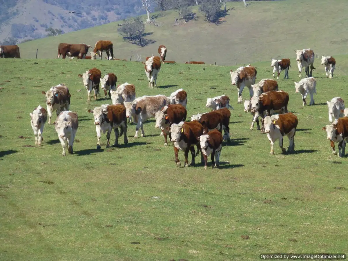 Main view of Homely rural property listing, Reedy Creek Road, Ensay VIC 3895