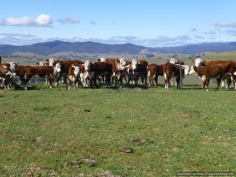 Fourth view of Homely rural property listing, Reedy Creek Road, Ensay VIC 3895