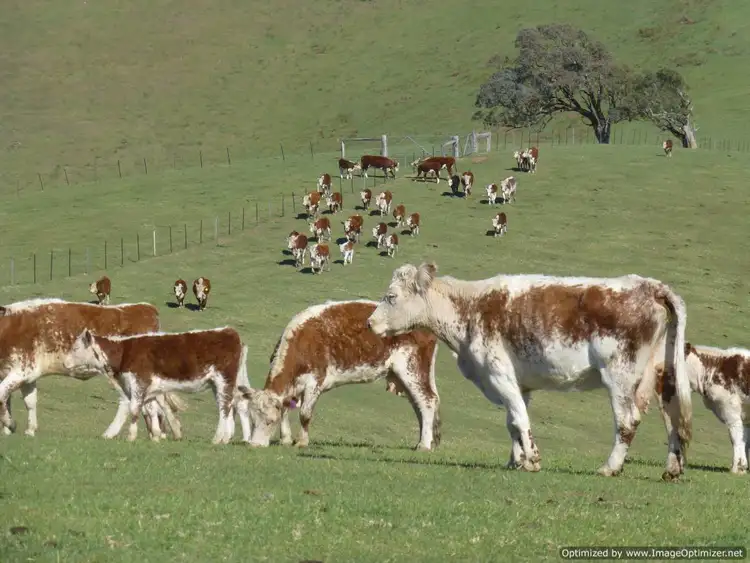 Fifth view of Homely rural property listing, Reedy Creek Road, Ensay VIC 3895