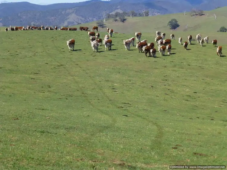 Sixth view of Homely rural property listing, Reedy Creek Road, Ensay VIC 3895