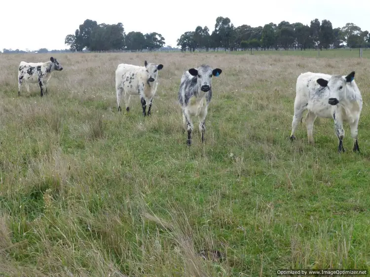 Third view of Homely rural property listing, 205 Buchanans Road, Bairnsdale VIC 3875