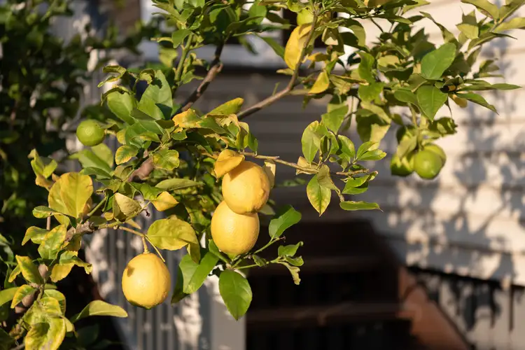 Third view of Homely house listing, 82 Lancaster Street, Coorparoo QLD 4151