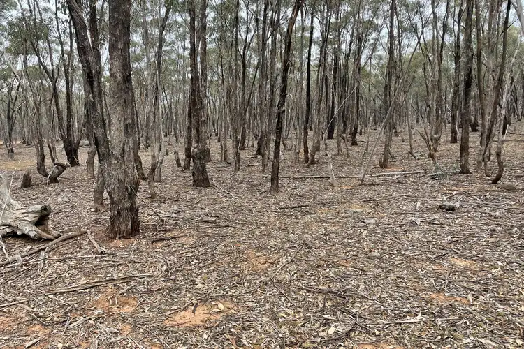 Seventh view of Homely rural property listing, LOT 16 Wheelhouse Road, Wedderburn VIC 3518