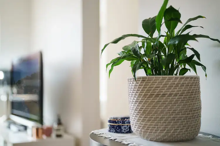 Fourth view of Homely apartment listing, 42/1 Janoa Place, Chiswick NSW 2046