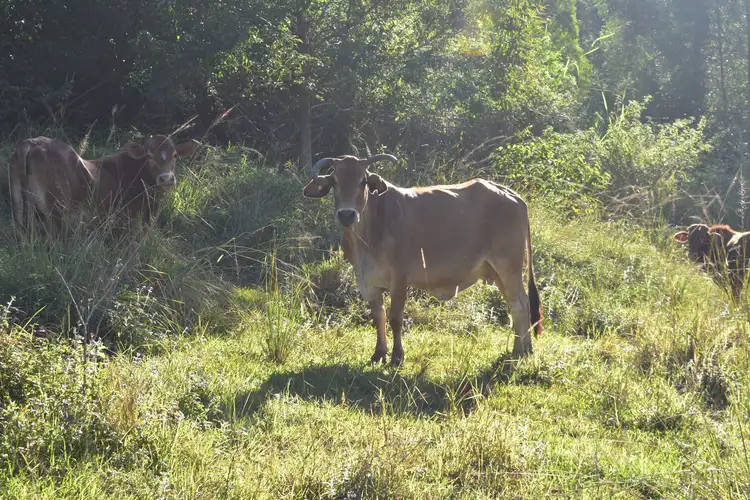 Fifth view of Homely rural property listing, 36 Richards Road, Cootharaba QLD 4565