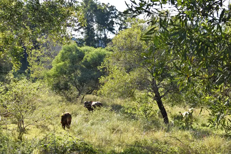 Sixth view of Homely rural property listing, 36 Richards Road, Cootharaba QLD 4565