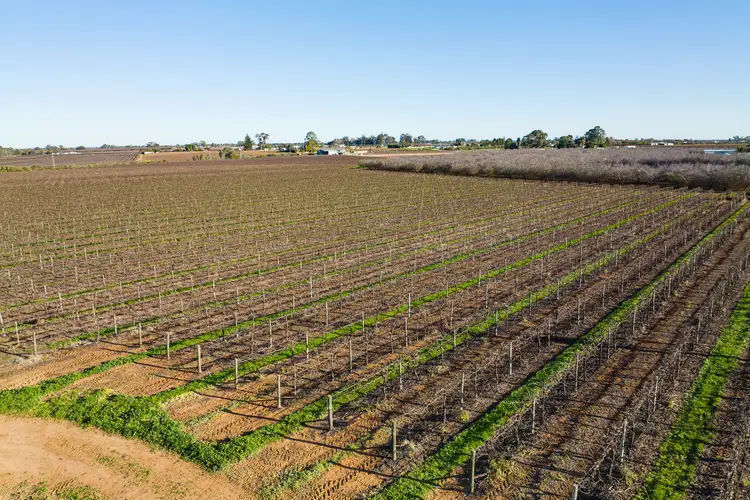 Second view of Homely rural property listing, Blk 312 Leachs Road, Red Cliffs VIC 3496