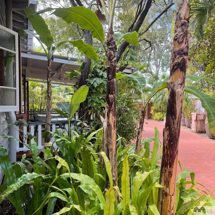 Second view of Homely house listing, 7 Phillips Street, Machans Beach QLD 4878