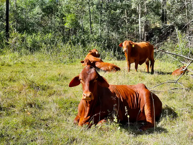 Fourth view of Homely rural property listing, 299 Lake Manchester Road, Kholo QLD 4306
