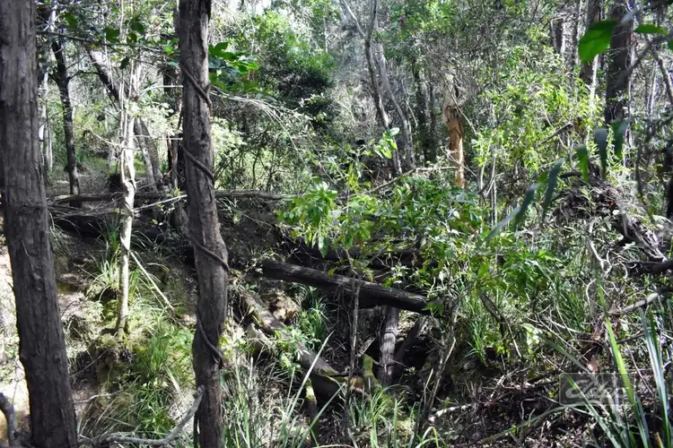 Fifth view of Homely land listing, Lot 500 Arborcrescent Road, Glenwood QLD 4570