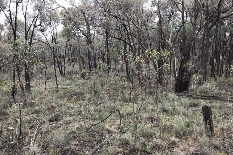 Main view of Homely rural property listing, . Dalyenong Road, Stuart Mill VIC 3477