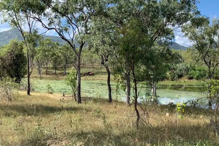 Main view of Homely rural property listing, 11332 Mulligan Highway, Desailly QLD 4871