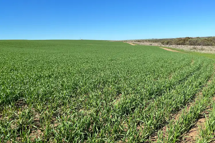 Main view of Homely rural property listing, 972 Horry Road, East Bowes WA 6535
