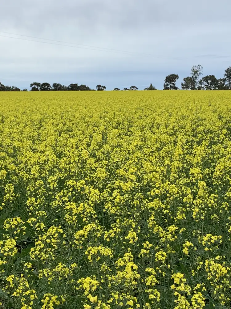 Second view of Homely rural property listing, 972 Horry Road, East Bowes WA 6535
