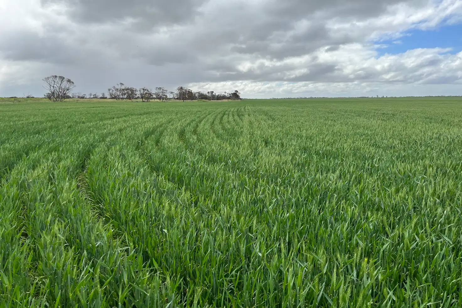 Main view of Homely rural property listing, 2943 Binnu East Road, Binnu WA 6532