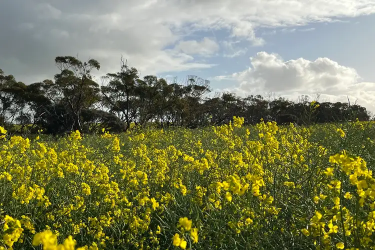 Fourth view of Homely rural property listing, 2943 Binnu East Road, Binnu WA 6532