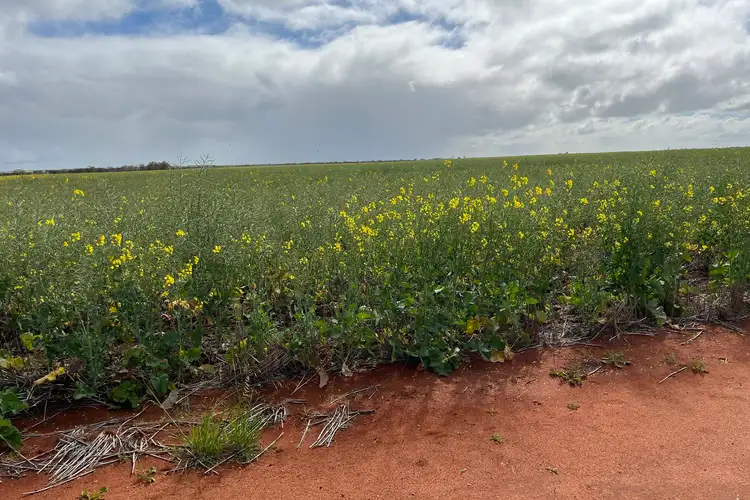 Sixth view of Homely rural property listing, 2943 Binnu East Road, Binnu WA 6532