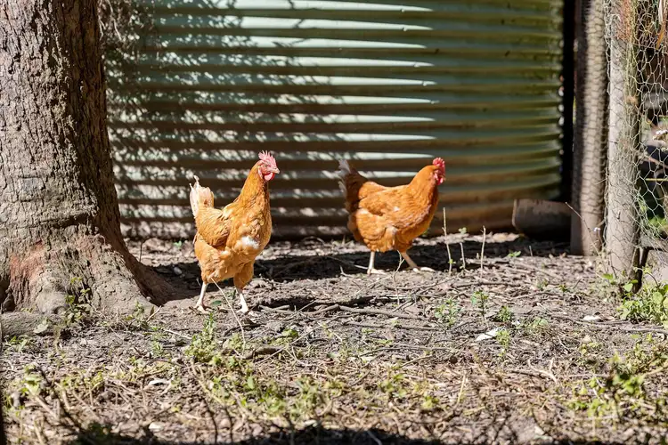 Sixth view of Homely rural property listing, 24 Campbells Road, Cootharaba QLD 4565