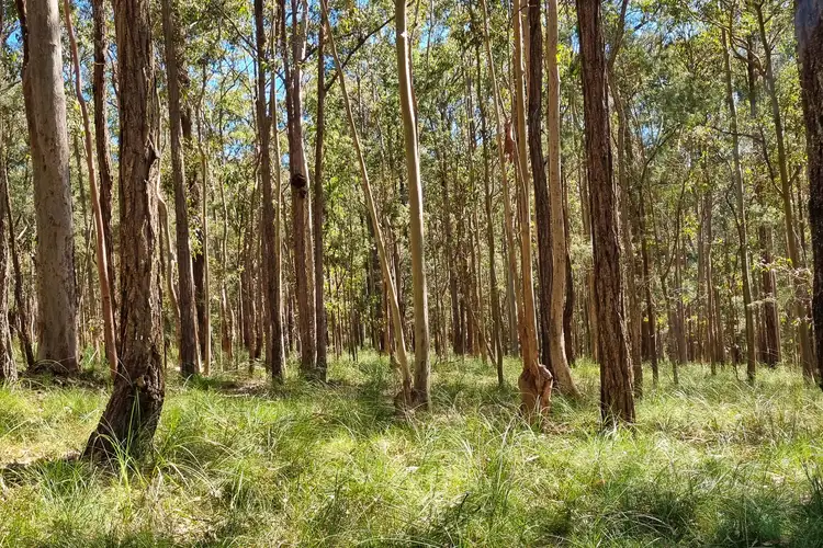 Second view of Homely land listing, 168 Bloomfield Road, Jilliby NSW 2259
