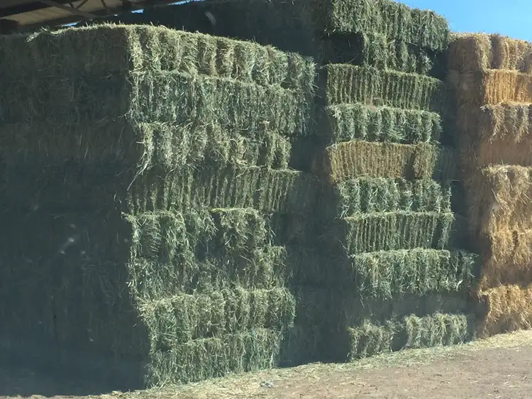 Fourth view of Homely rural property listing, Settlement Bridge Road, Canowindra NSW 2804