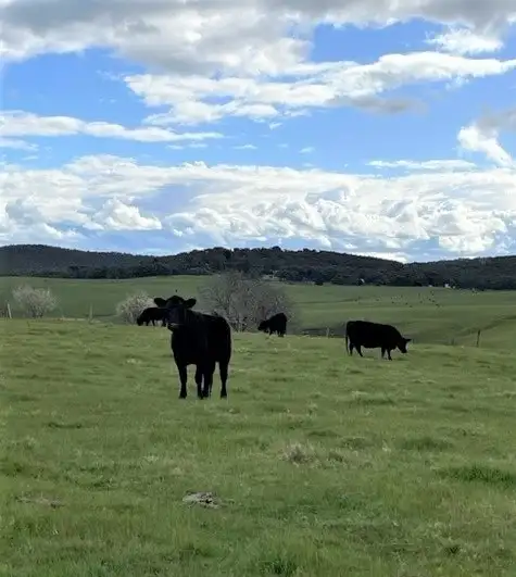 Third view of Homely rural property listing, Lot 1-4 Galatea Road, Scarsdale VIC 3351