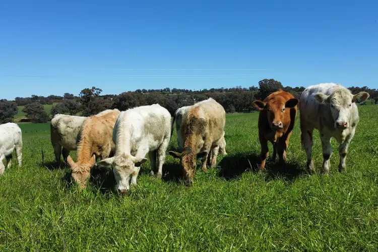 Second view of Homely rural property listing, 506 Binni Creek Road, Cowra NSW 2794