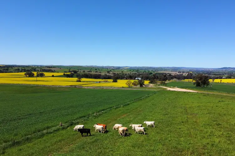 Fifth view of Homely rural property listing, 506 Binni Creek Road, Cowra NSW 2794