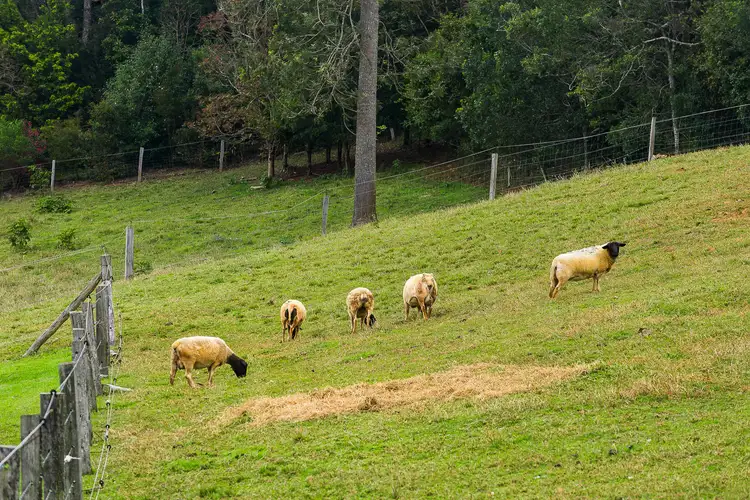 Fifth view of Homely house listing, 16 Lindsay Road, Mount Glorious QLD 4520