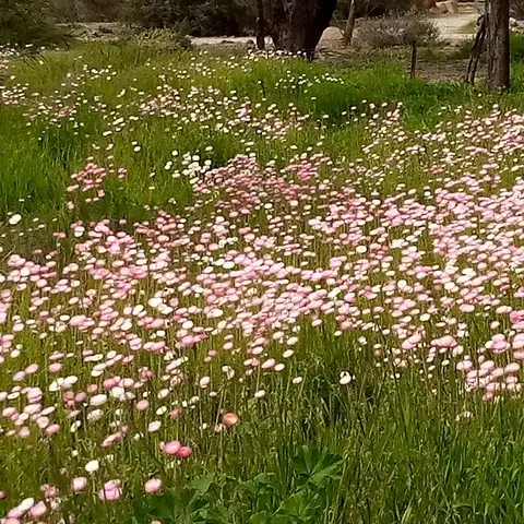 Seventh view of Homely land listing, 20 Ford Street, York WA 6302