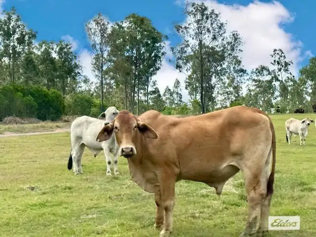 Main view of Homely rural property listing, 213 Thompson A Road, Woocoo QLD 4620