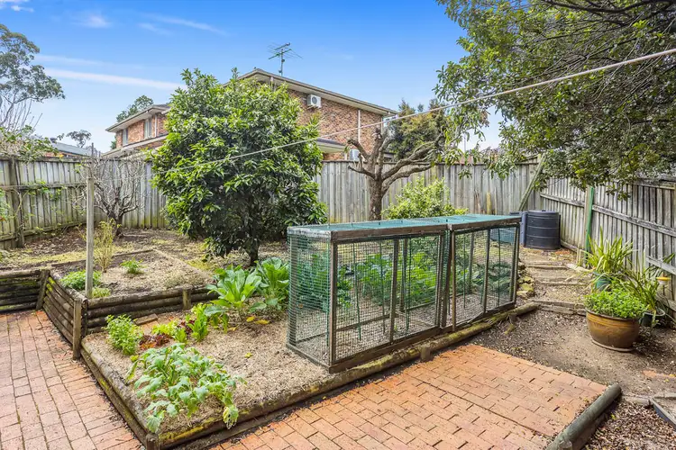 23 Claret Ash Grove