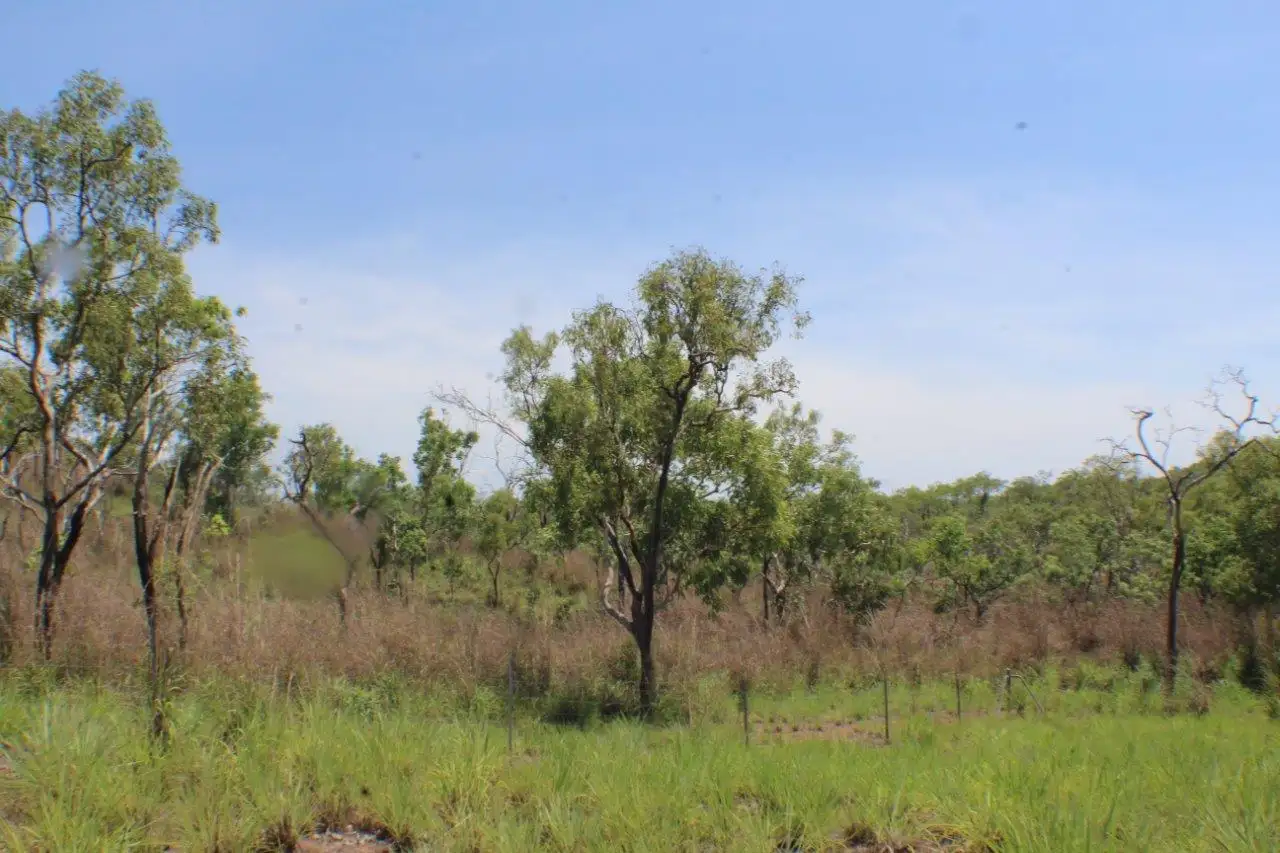 Main view of Homely house listing, 190 Ringwood Road, Tortilla Flats NT 822