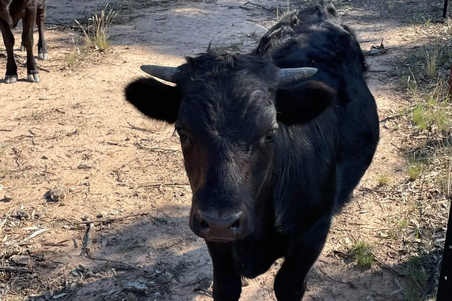 Main view of Homely rural property listing, 43B Cnr Allens & Arnold West-Inglewood Road, Arnold West VIC 3551