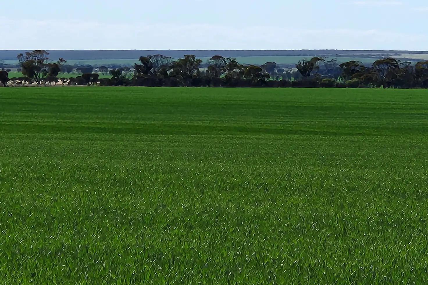 Main view of Homely rural property listing, Murray Rocks Road, Hyden WA 6359