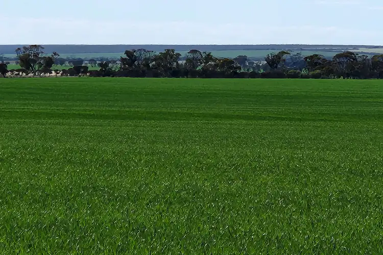 Third view of Homely rural property listing, Murray Rocks Road, Hyden WA 6359