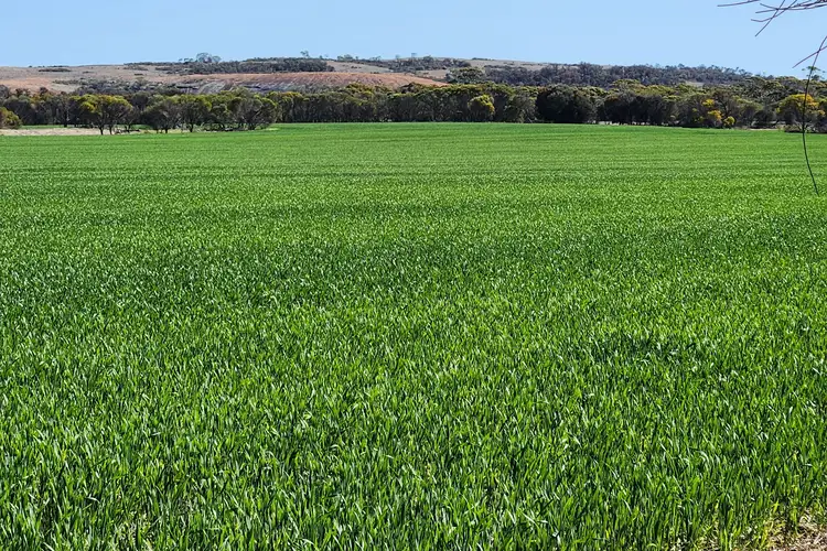 Fourth view of Homely rural property listing, Murray Rocks Road, Hyden WA 6359